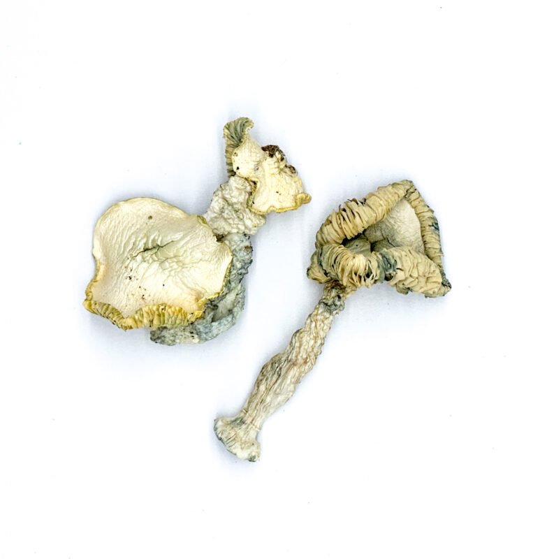 Albino Huautla Magic Mushrooms