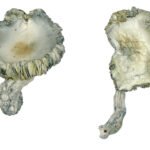 Albino Roller-Coaster Magic Mushrooms