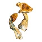 B+ Magic Mushrooms Online