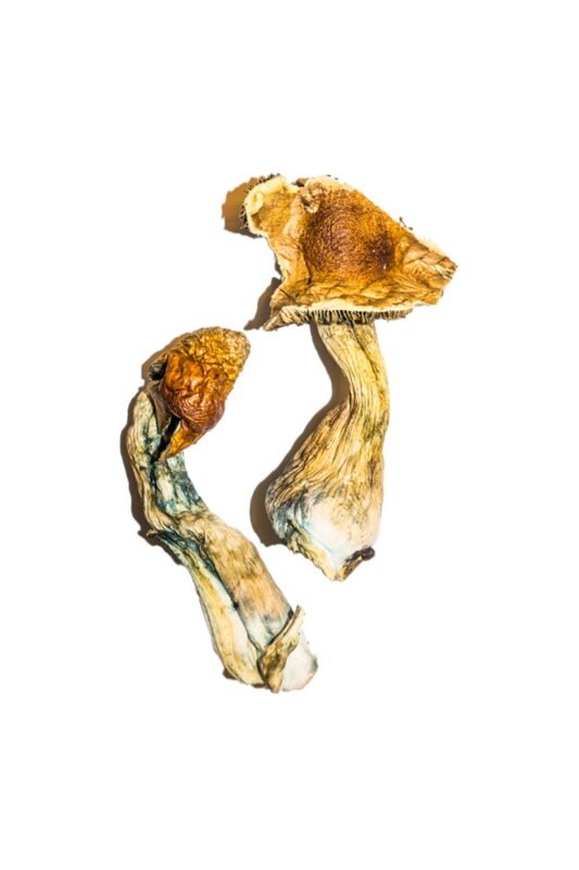 B+ Magic Mushrooms Online