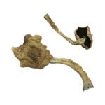 Bayou Magic Mushrooms