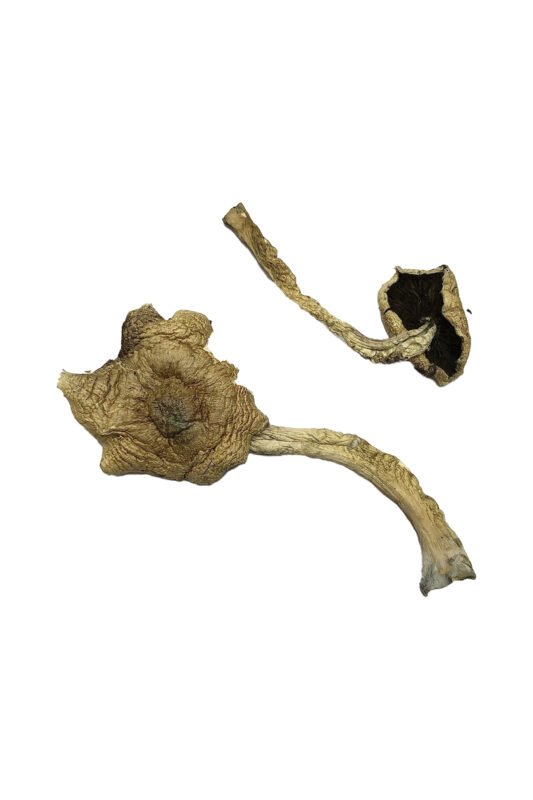 Bayou Magic Mushrooms