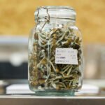 Buy Featured Special 'Half Oz' Magic Mushrooms