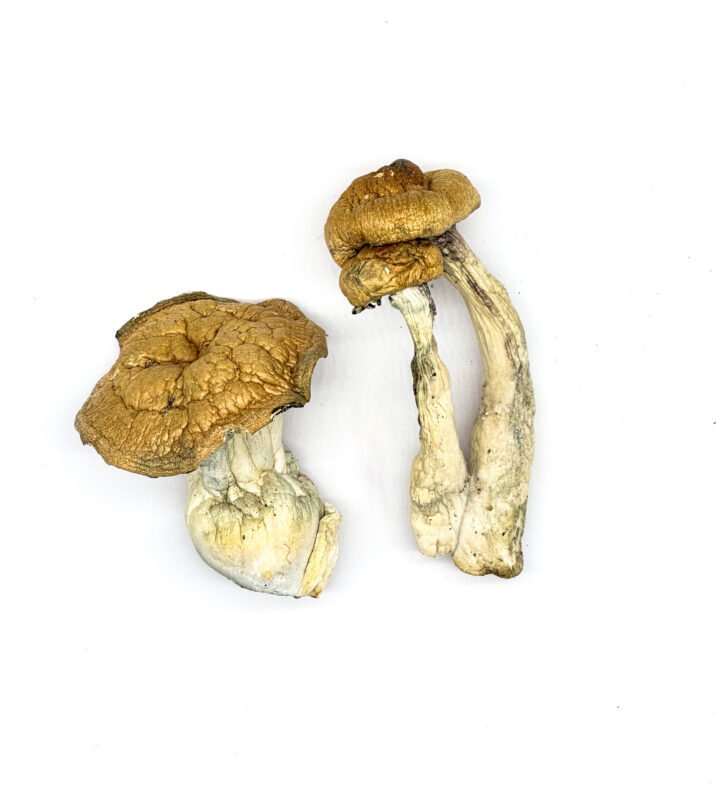 DC Mak Magic Mushrooms