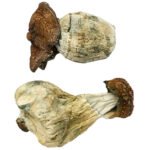 Dino Egg Magic Mushrooms