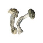 Fisher Magic Mushrooms