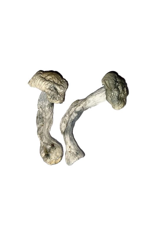 Fisher Magic Mushrooms