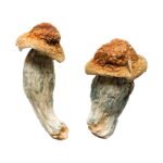 Melmc (Homestead Penis Envy) Magic Mushrooms