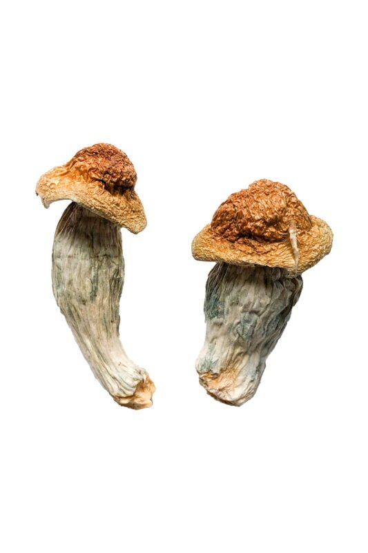 Melmc (Homestead Penis Envy) Magic Mushrooms