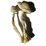 Moby Dick Magic Mushrooms