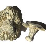 Phobos Magic Mushrooms