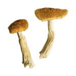 Teonanacatl Magic Mushrooms