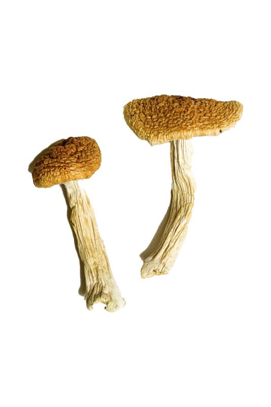 Teonanacatl Magic Mushrooms
