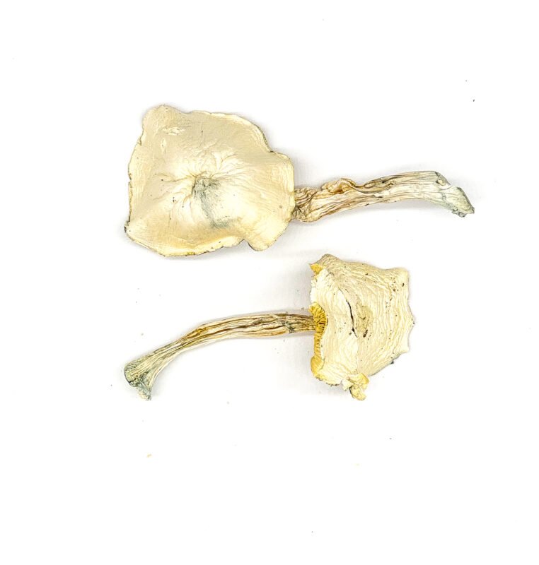 Wombat True Albino Teacher Magic Mushrooms